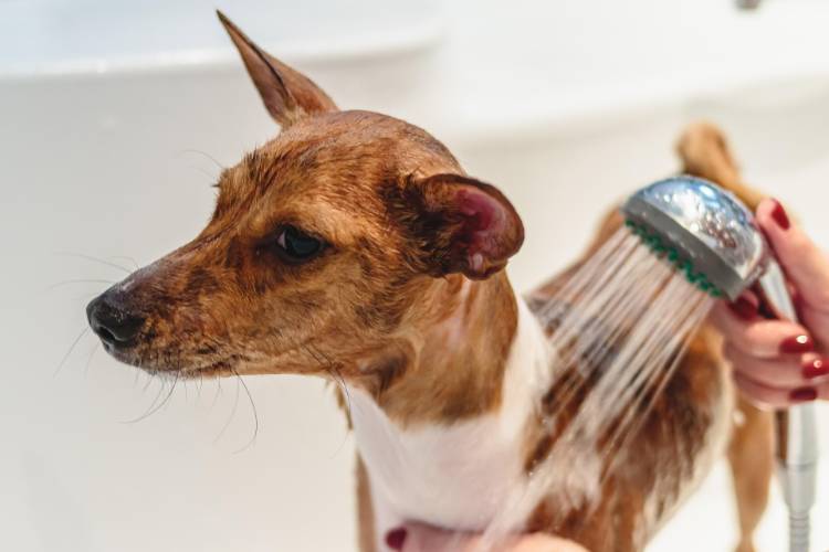 Anxious terrier — first visit