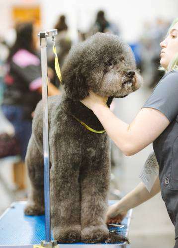 Professional groomer working with a dark Poodle at a grooming competition